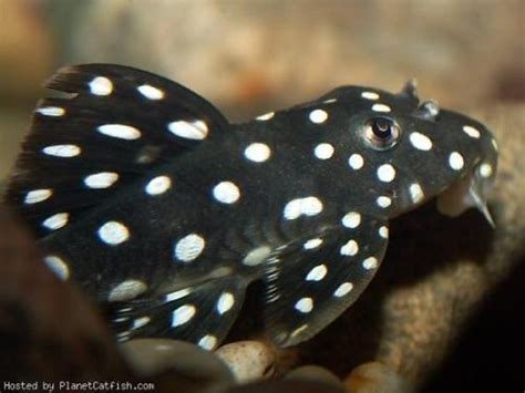 Fish Community - ichthyologist: L368 Loricariidae is the...