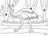 Emu coloring page  Free Printable Coloring Pages sketch template