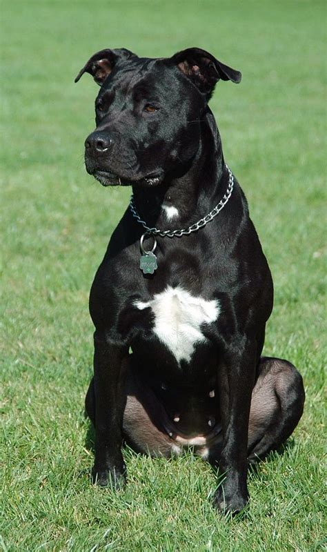 Dog crossbreed - Wikipedia | Pitbull dog breed, Dog crossbreeds, Pitbull dog