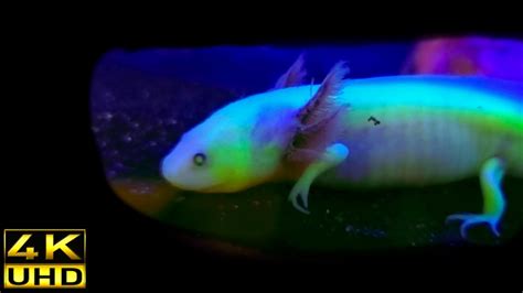 Jellyfish DNA made this Axolotl GLOW! - YouTube