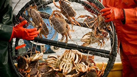 Alaska Canceled Snow Crab Season for the First Time Ever Because All ...