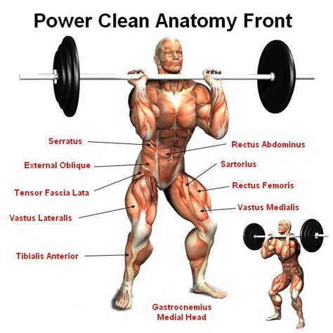 Power Clean Exercise: How To, Benefits & Variations – Torokhtiy Weightlifting