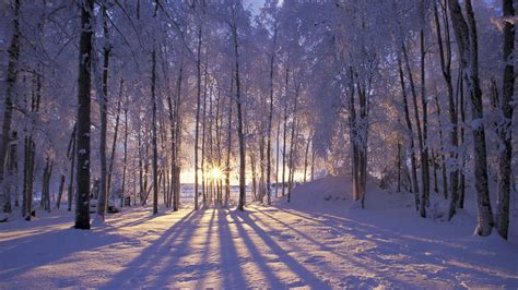 Snow Forest Wallpaper - WallpaperSafari