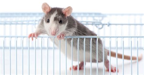 Best Rat Cages - Find The Right Home For Your Rat