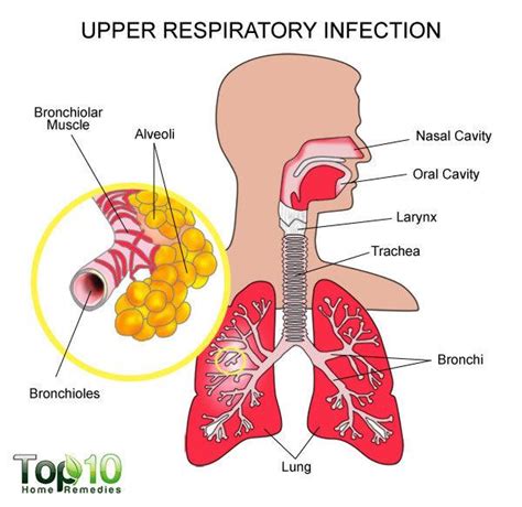 Home Remedies for Upper Respiratory Infections | Top 10 Home Remedies