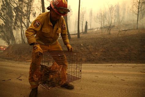 The heartbreaking pictures of animals affected by the California fires | Animals, Animal ...