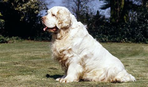 10 Things You Didn't Know About the Clumber Spaniel