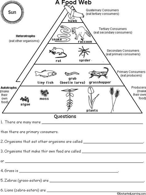 Ecosystem Levels Of Organization Worksheet