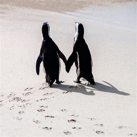 Penguin Love | OCD-UK