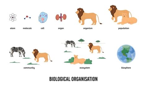 ภาพ ภาพสต็อก วัตถุ 3 มิติและเวกเตอร์เกี่ยวกับ Biology organization 11,357 รายการ | Shutterstock