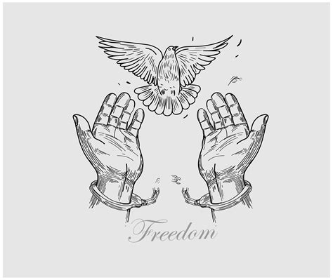 Freedom Pigeon Drawing Illustation Vector Art Stock Vector (Royalty ...