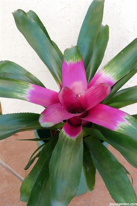 Bromeliad Flowers Turning Brown: Why It Happens & What To Do About It