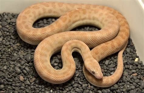 a large brown snake laying on top of gravel