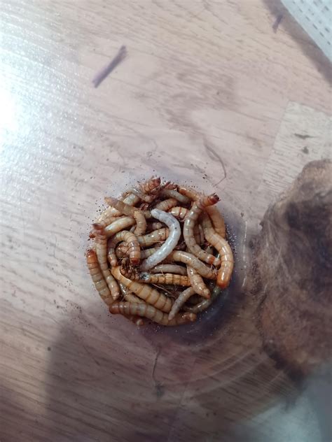 Darkling beetle larvae and possible eggs : r/Beetles