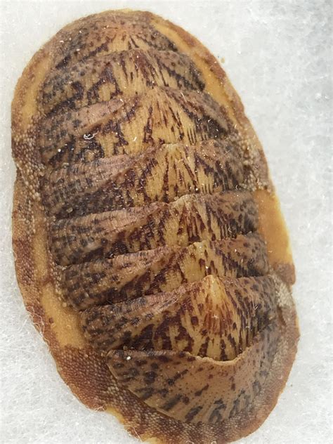 Lot 114 – Chiton, Fossil, Natural, Collectible, Specimen - Easterly Auction Company ...