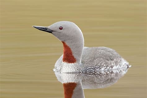 The Five Living Species Of Loons - WorldAtlas