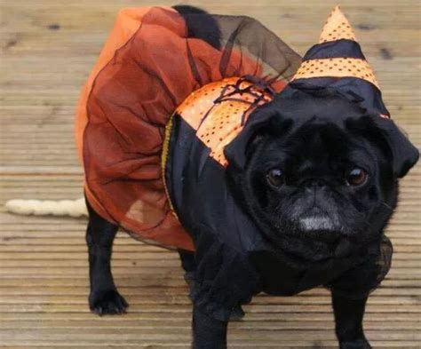 A Halloween pug party is coming to Greater Manchester - with a pug ...