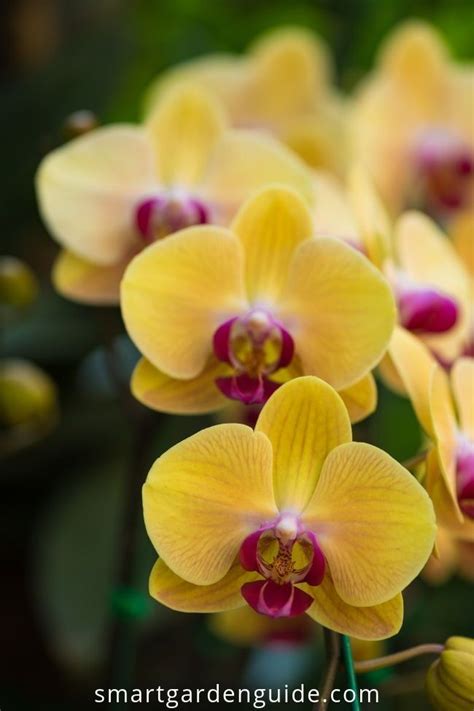 How to care for phalaenopsis orchids. My top orchid care tips. You've just got an orchid, but ...