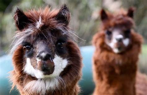 Top 11 Unique And Exotic Farm Animals You Need To Know - Animal Kooky