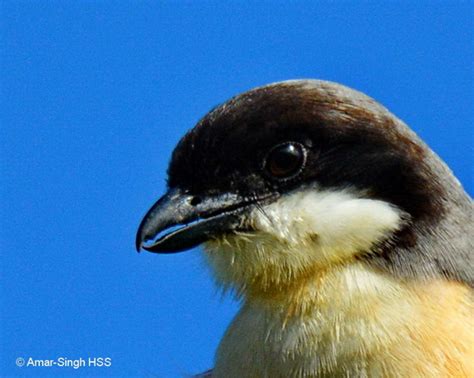 Tomial Teeth in shrikes – Bird Ecology Study Group