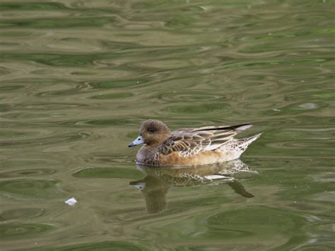 Eurasian Wigeon Female Stock Photos, Pictures & Royalty-Free Images ...