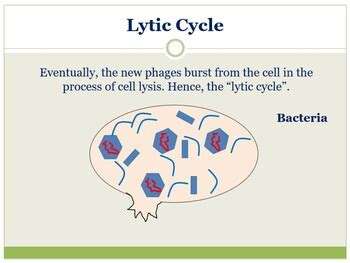 Lytic Cycle Animation