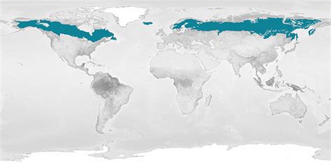 Coniferous Forest On World Map - Florri Anna-Diana