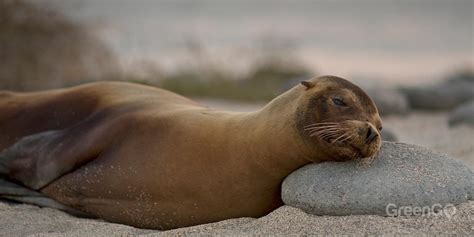 Galapagos Animals > Galapagos Sea Lion > GreenGo Travel