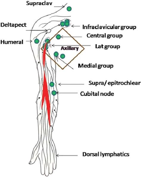 Which Area Of The Arm Drains To The Epitrochlear Nodes - Best Drain ...