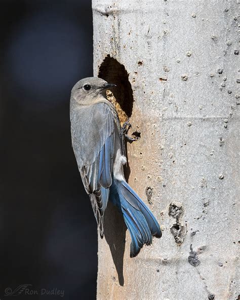 Mountain Bluebirds At A Natural Nest Cavity – Feathered Photography