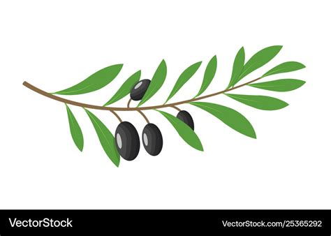 Olive branch tree isolated leaf food green Vector Image