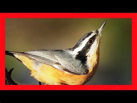 Red-breasted Nuthatch Song! Red-breasted Nuthatch Call! -Trepador ...