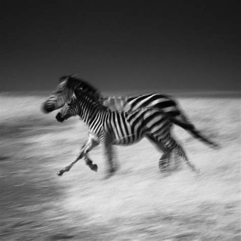 Striking Black and White Wildlife Photography by Laurent Baheux