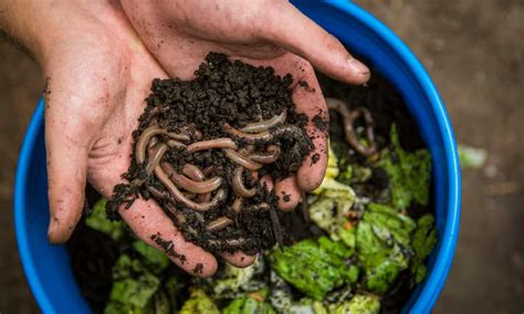 Vermicomposting: Composting with Worms - February 12 - Council Bluffs, Iowa