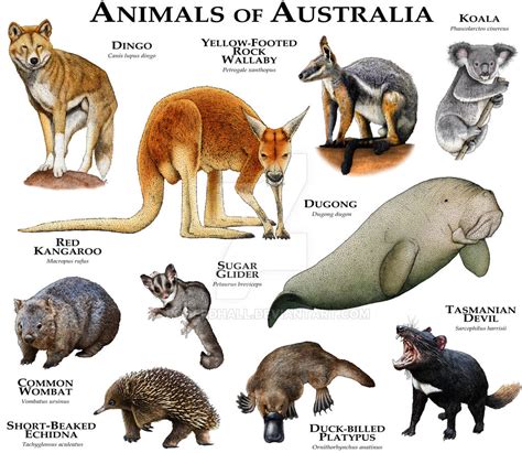 Animals of Australia by rogerdhall on DeviantArt