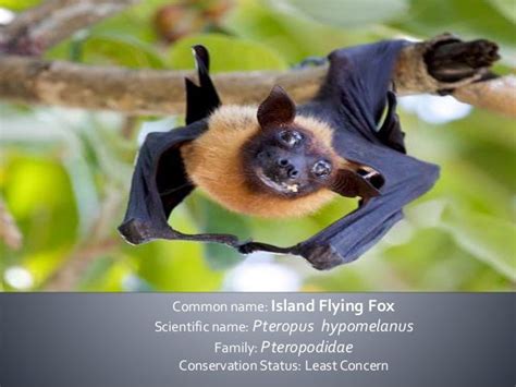 Bats of the Philippines: Family Pteropodidae and Rhinolophidae