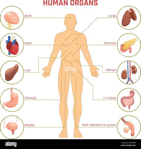 Organ Locations