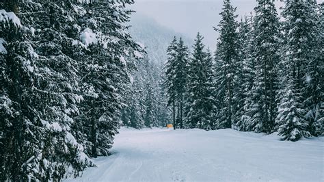 Wallpaper winter, forest, snow, trees, road, traces hd, picture, image ...