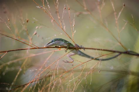 Macro Photography Lighting Tutorial - Natural Lighting