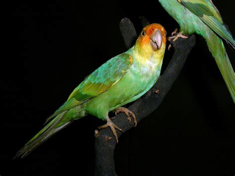 The Carolina Parakeet (Conuropsis carolinensis) was the only parrot ...