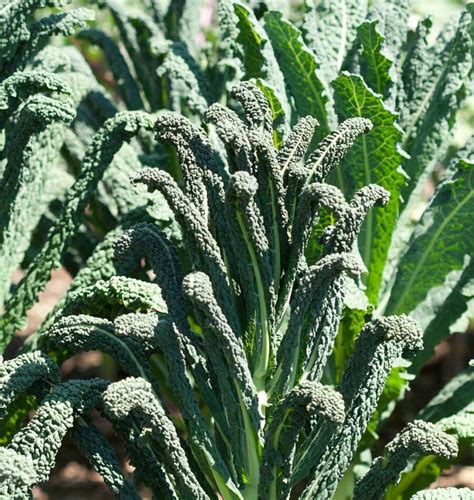 Lacinato Kale Seeds – West Coast Seeds