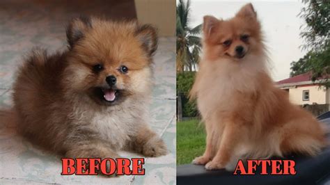 Pomeranian Before and after Growing up | My cute Pomeranian TRANSFORMATION ️ - YouTube