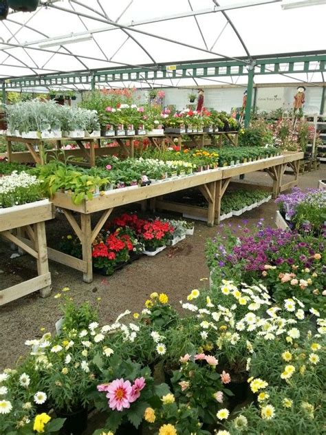 So many to choose from at Stanway Garden Centre! | Garden center, Plants, Garden