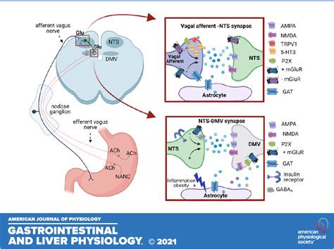 Glutamatergic plasticity within neurocircuits of the dorsal vagal complex and the regulation of ...