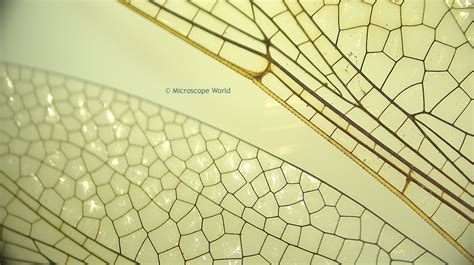 Microscope World Blog