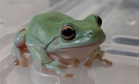 Frog Names – Over 500 Great Ideas For Naming Your Pet Frog | Pet frogs, Cute frogs, Frog pictures