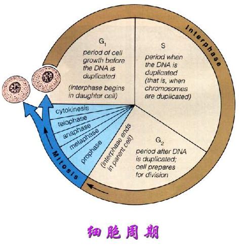 Mitosis Interphase G1 S G2