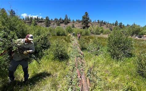 The Anabranch Crew builds a floodplain BDA out of pine logs and willow... | Download Scientific ...