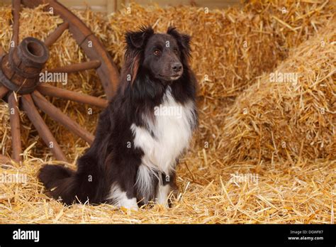 Sheltie, black-and-white / Shetland Sheepdog |Sheltie, Ruede, schwarz-weiss / Shetland Sheepdog ...