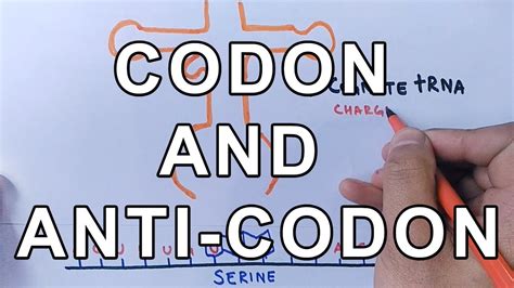 Anticodon Function Vs Codon Function